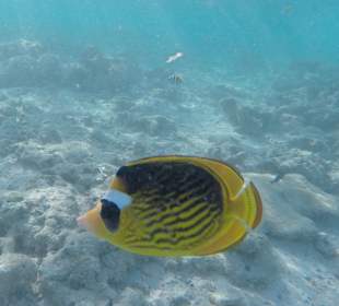 Schnorcheln Marsa Alam