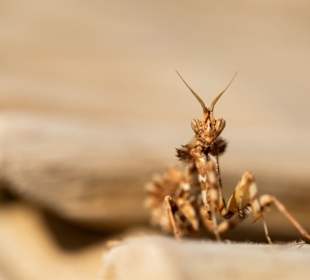 Gottesanbeterin am Strand