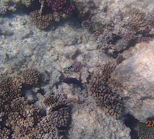 Korallen Riff mit Fisch