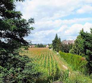 Zwischen Hesse und Straßburg