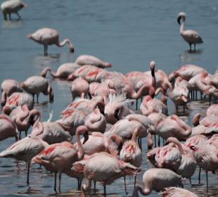 Amboseli Nationalpark