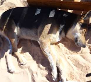 Verletzter Hund Lembie