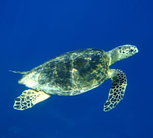 Schildkröte/Außenriff