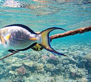 Schnorcheln Makadi Bay