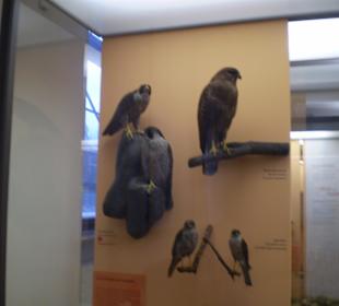 Zoologisches Forschungsmuseum Alexander Koenig