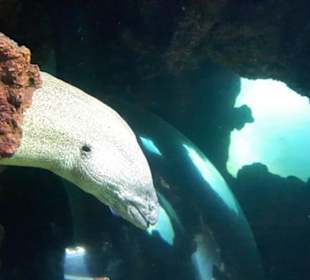 Aquarium
