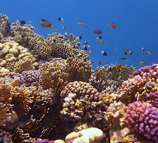 Super Hausriff vom Tulip