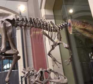 Museum für Naturkunde