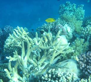 Hausriff Arabia Azur Resort