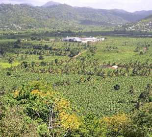 Bananaplants im Roseau Valley