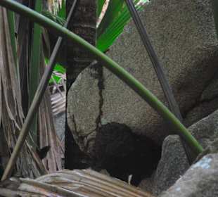 Termiten-Nest am Felsen