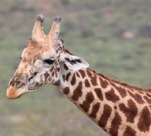 Giraffe aus der Nähe