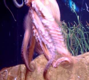 L'Aquarium Barcelona