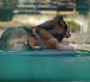 Der ruhende Wolf