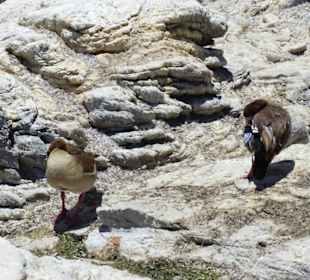 Stoney Point African Penguin Breeding Colony