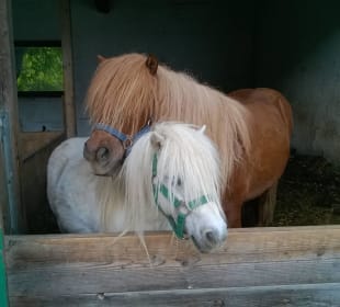 Mucki und Tornado
