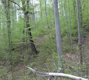 Wanderweg Firstwaldrunde