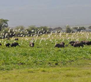 Amboseli