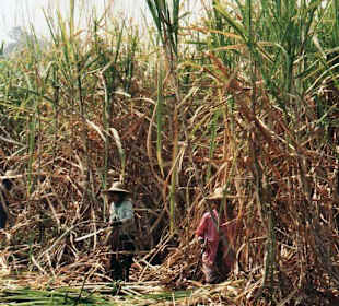 Zuckerrohrernte