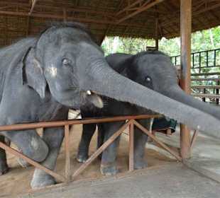 Bei einer Elefantenfütterung