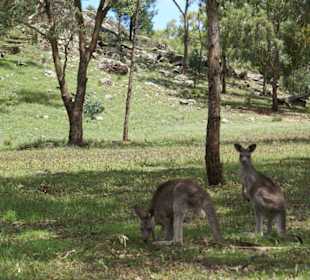 Warrumbungle Nt. Park