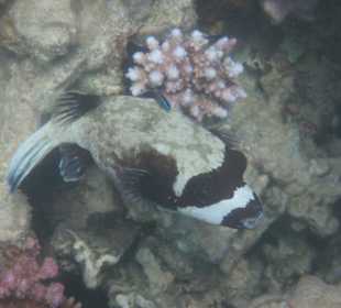 Hausriff am Makadi Palace / Makadi Spa Hotel