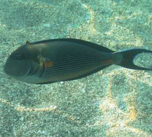 Unsere Freunde im Wasser!