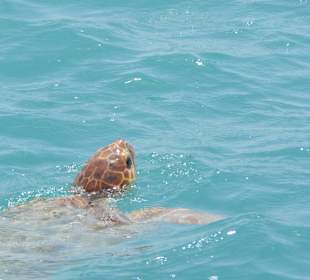 Sie hatte sich leider nur sehr kurz gezeigt