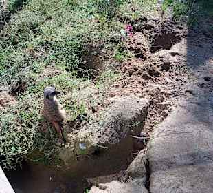 Wildpark Osterzgebirge
