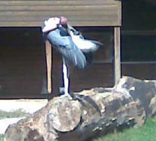 Storch