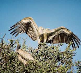 Geier beim Landeanflug auf einen Baum