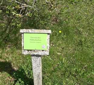 Strauchlehrpfad