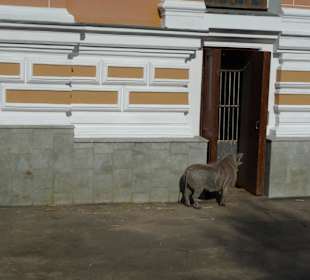 Зоопарк