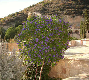 Blühender Strauch im Garten