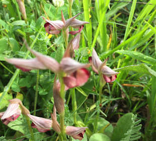 Hunderte von Orchideen (bei Wanderung auf einer Wiese gesehe