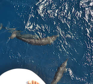 Tagesausflug Roxana Reef