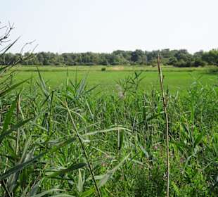 Sommer-Impressionen aus dem Park Links der Weser