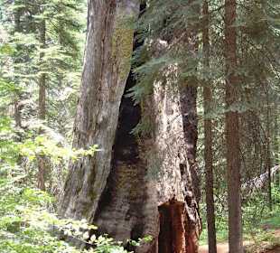 Parco Nazionale di Yosemite