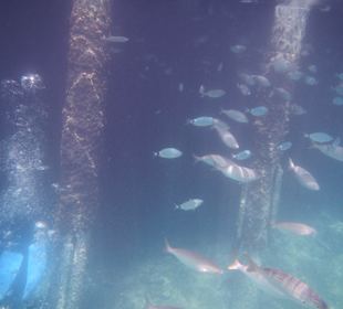 Traumhaft klares Wasser und viele Fische