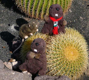 Endlich ein Kaktus