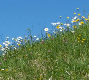 Frühling in der Wildschönau 