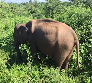 Elefant im Nationalpark