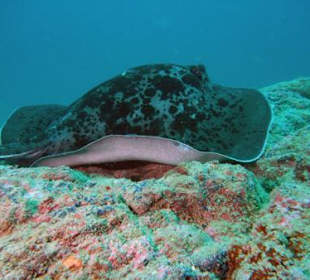 Schwarzpunktrochen bei Koh Waeo