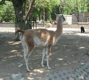 Peking, Zoo