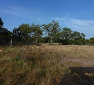 Krüger Nationalpark