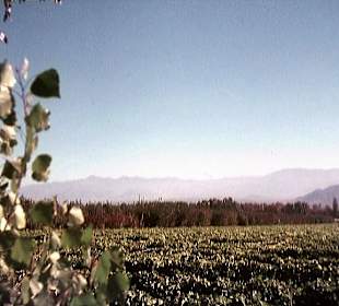 Das Weinanbaugebiet von Mendoza