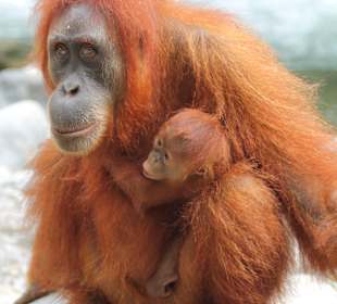 Besuch im Dschungelcamp