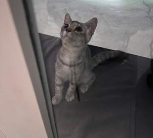 Noch eine Inselkatze Sun Siyam Olhuveli
