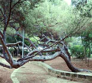 Lesopark v El Arenal stojí za návštěvu