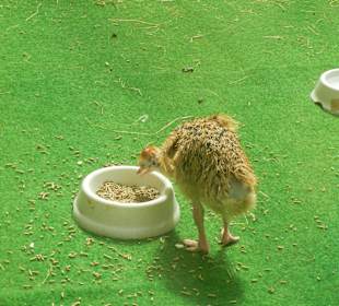 Tierpark Hagenbeck